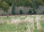 Elks